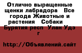 Отлично выращенные щенки лабрадора - Все города Животные и растения » Собаки   . Бурятия респ.,Улан-Удэ г.